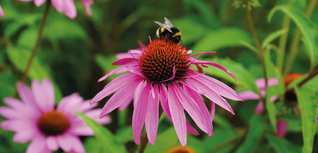 How To Make Your Garden A Bee-Friendly Habitat This Autumn