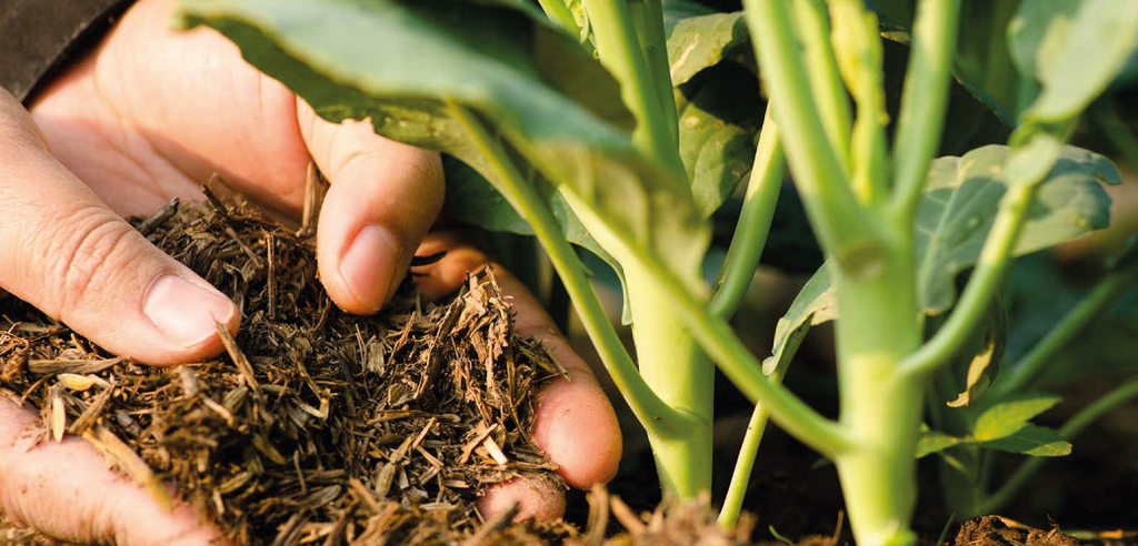 Ways To Enhance Plant Growth And Create A More Fertile Garden